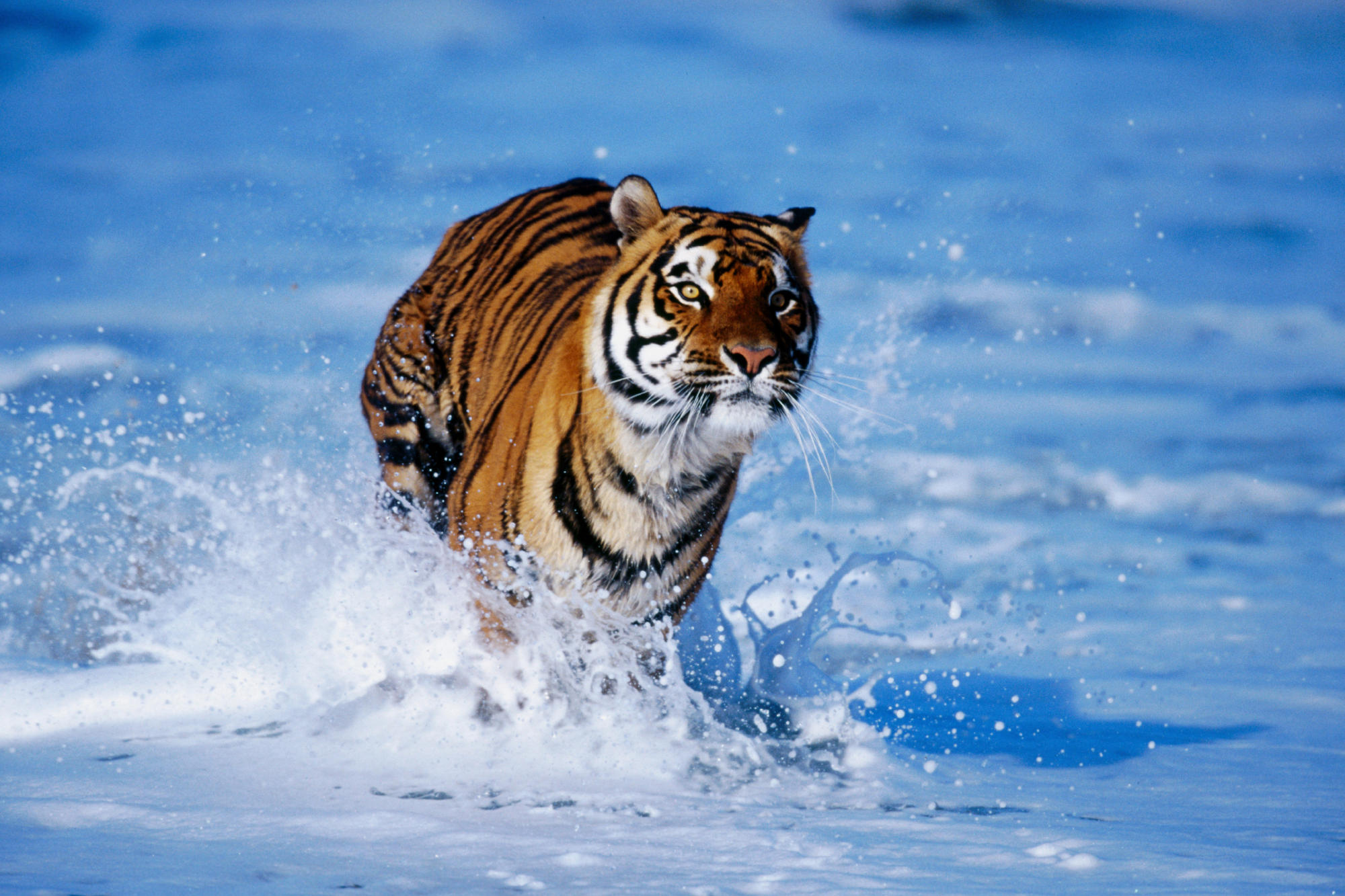 Bengal Tiger - Kamran Web Photos