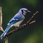 Blue Jay