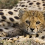 Cheetah Acinonyx Jubatus