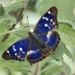 Lesser Purple Emperor butterfly