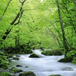 Nature Summer Wallpaper