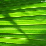 Windows 7 Wallpaper